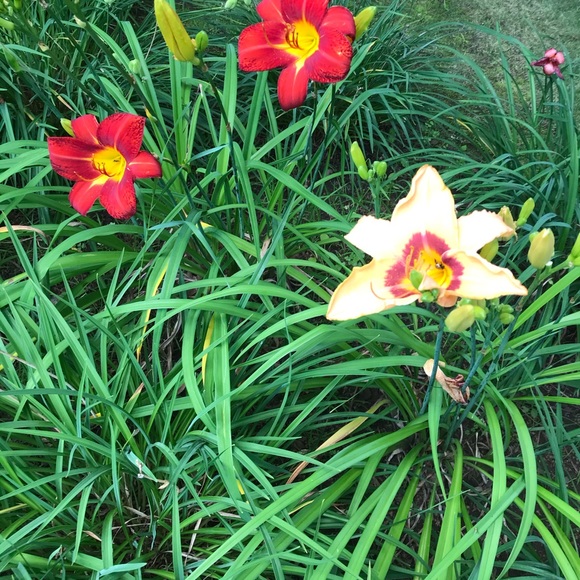 Meet your Posher, Elizabeth - Picture 4 of 8